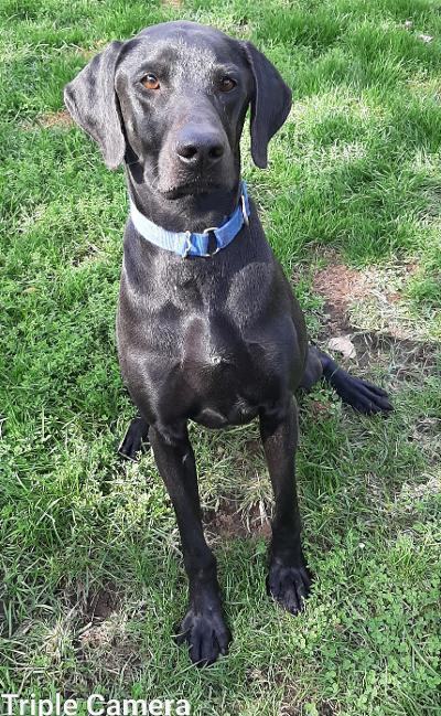 Cash, an adoptable Black Labrador Retriever in Lockport, NY, 14094 | Photo Image 2