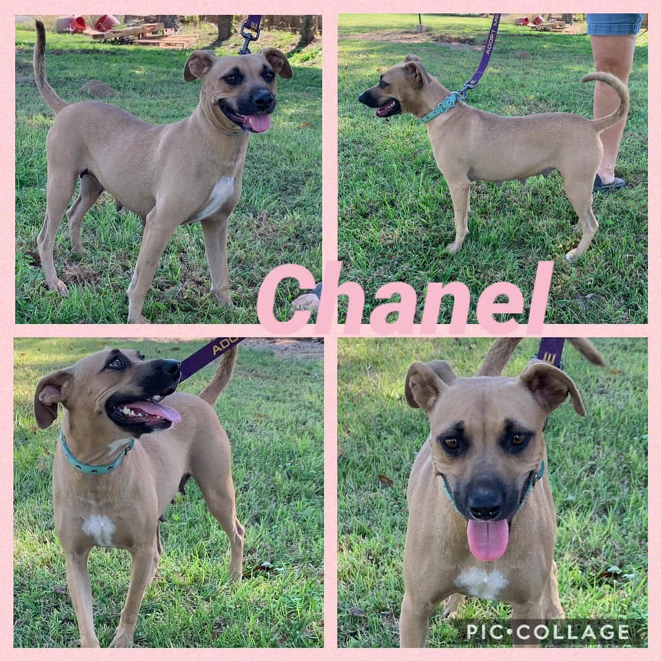 Chanel, an adoptable Black Mouth Cur, Mixed Breed in Ashdown, AR, 71822 | Photo Image 1