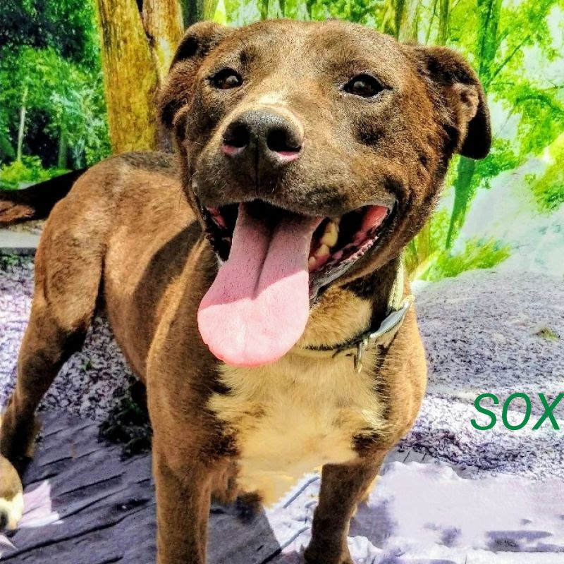 SOX, an adoptable Staffordshire Bull Terrier in Pena Blanca, NM, 87041 | Photo Image 1