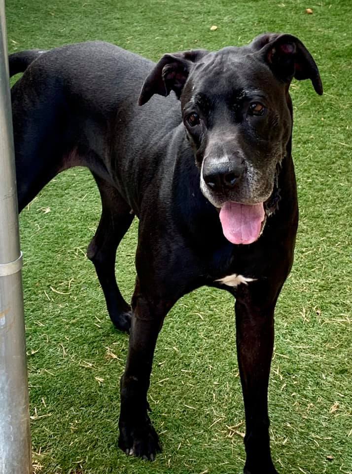 Baby Dee, an adoptable Great Dane in Joppa, AL, 35087 | Photo Image 1