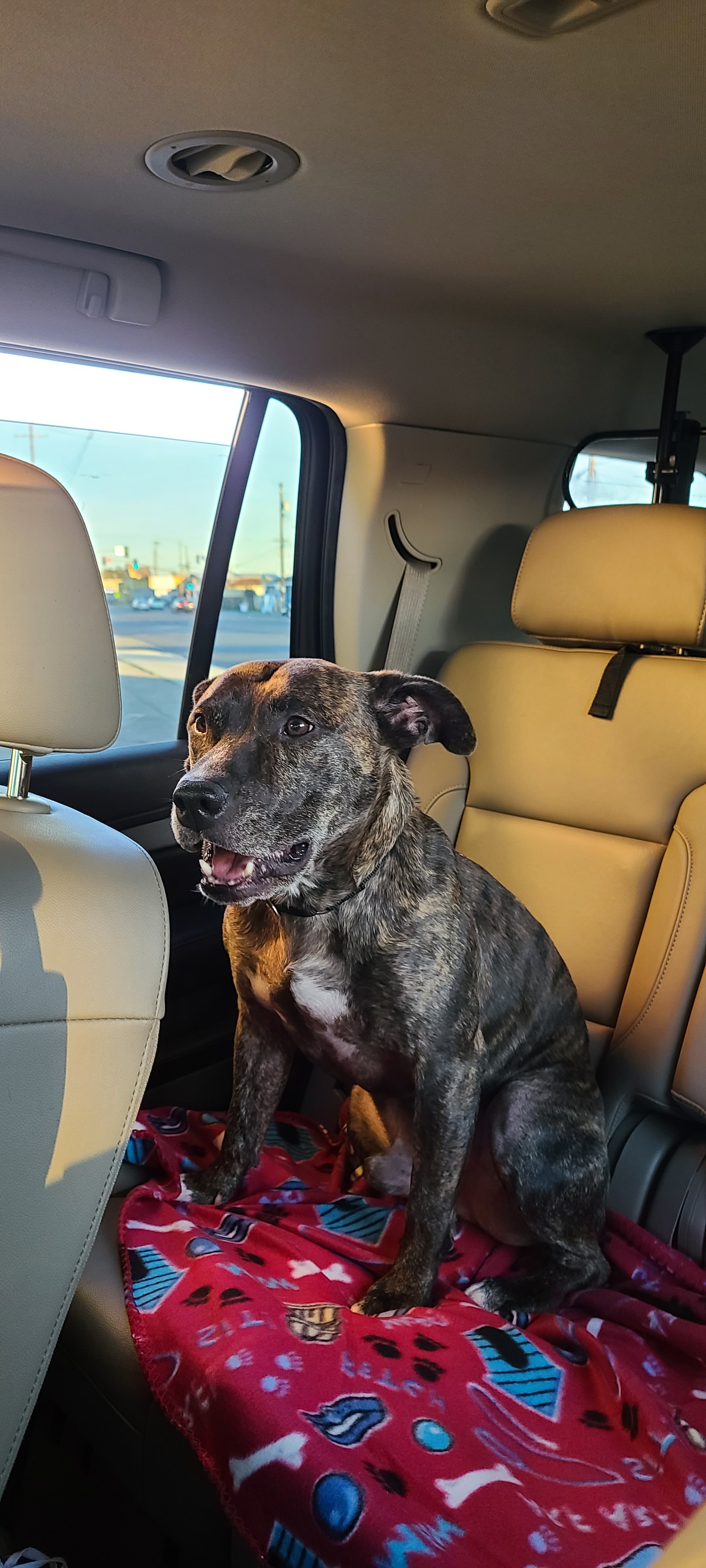 Cruz, an adoptable Pit Bull Terrier in Stockton, CA, 95209 | Photo Image 3