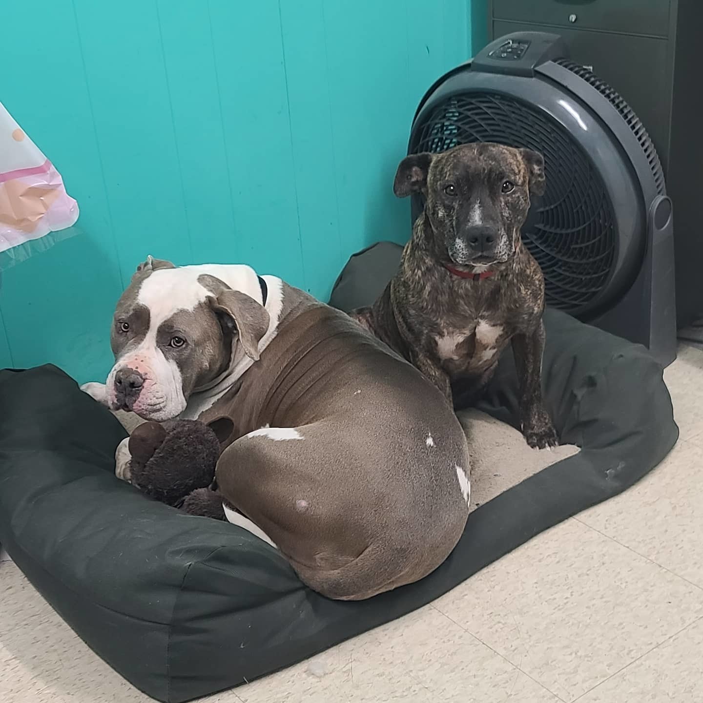 Cruz, an adoptable Pit Bull Terrier in Stockton, CA, 95209 | Photo Image 4