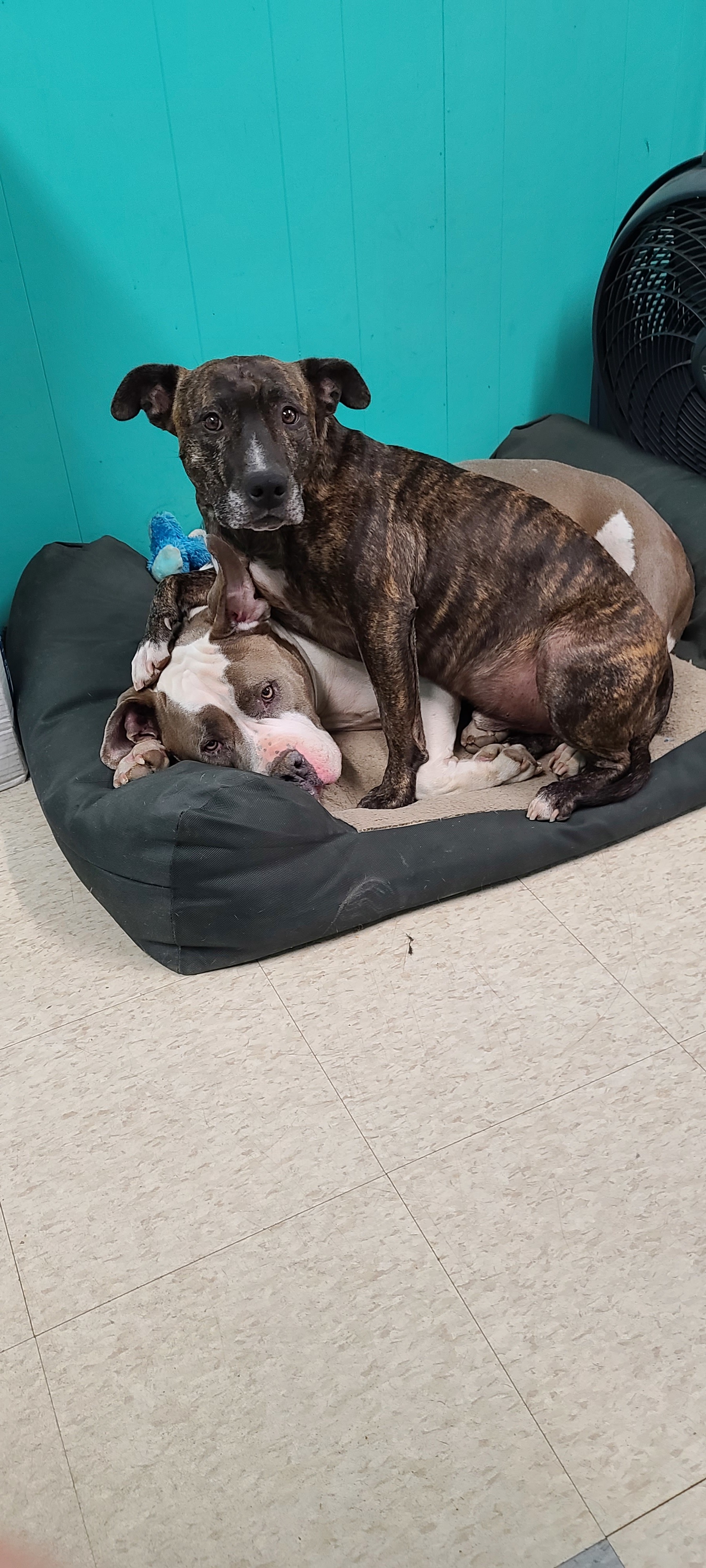 Cruz, an adoptable Pit Bull Terrier in Stockton, CA, 95209 | Photo Image 5