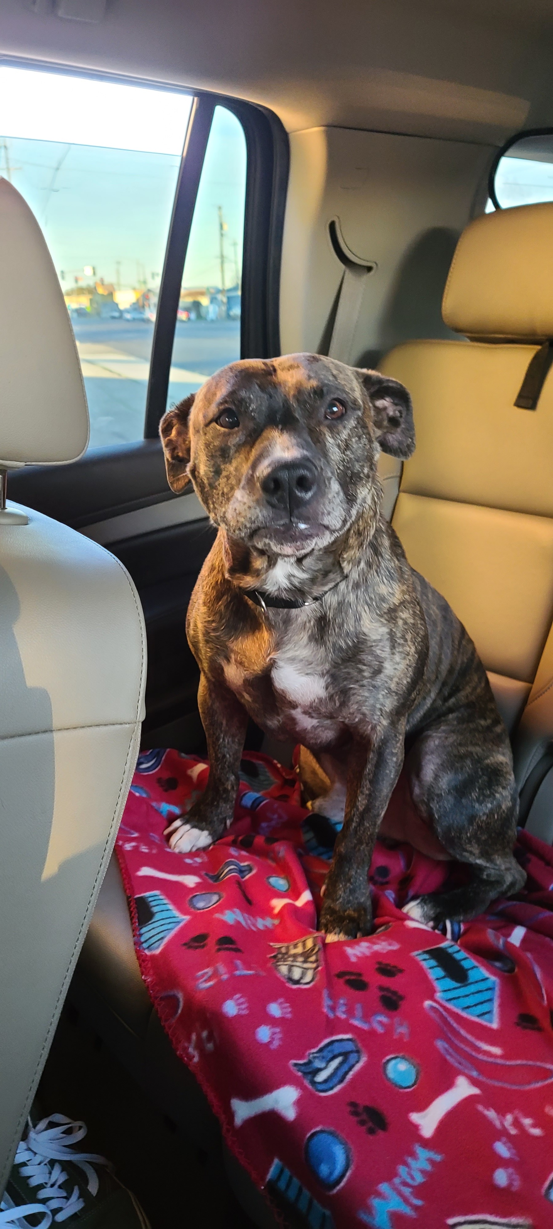 Cruz, an adoptable Pit Bull Terrier in Stockton, CA, 95209 | Photo Image 6