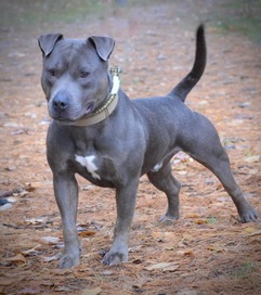 Blue, an adoptable Shar-Pei, Pit Bull Terrier in Manchester, NH, 03102 | Photo Image 3