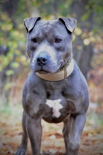 Blue, an adoptable Shar-Pei, Pit Bull Terrier in Manchester, NH, 03102 | Photo Image 1