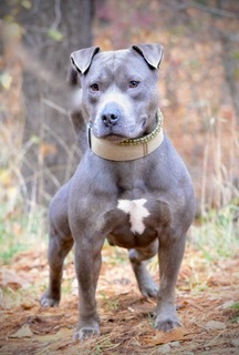 Blue, an adoptable Shar-Pei, Pit Bull Terrier in Manchester, NH, 03102 | Photo Image 4