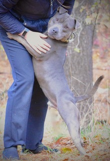 Blue, an adoptable Shar-Pei, Pit Bull Terrier in Manchester, NH, 03102 | Photo Image 5