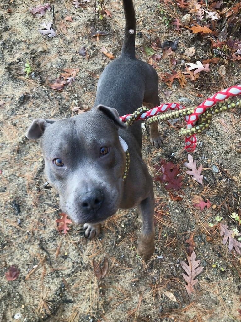 Blue, an adoptable Shar-Pei, Pit Bull Terrier in Manchester, NH, 03102 | Photo Image 6
