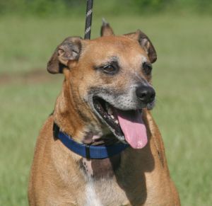 Dog For Adoption Colt A Black Mouth Cur Mix In North Fort Myers Fl Petfinder