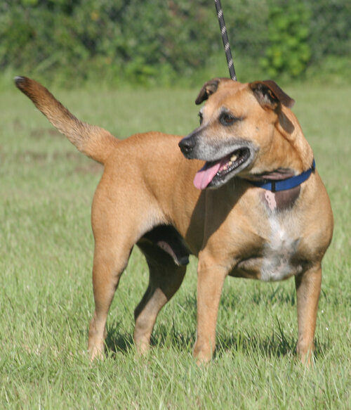 Dog For Adoption Colt A Black Mouth Cur Mix In North Fort Myers Fl Petfinder