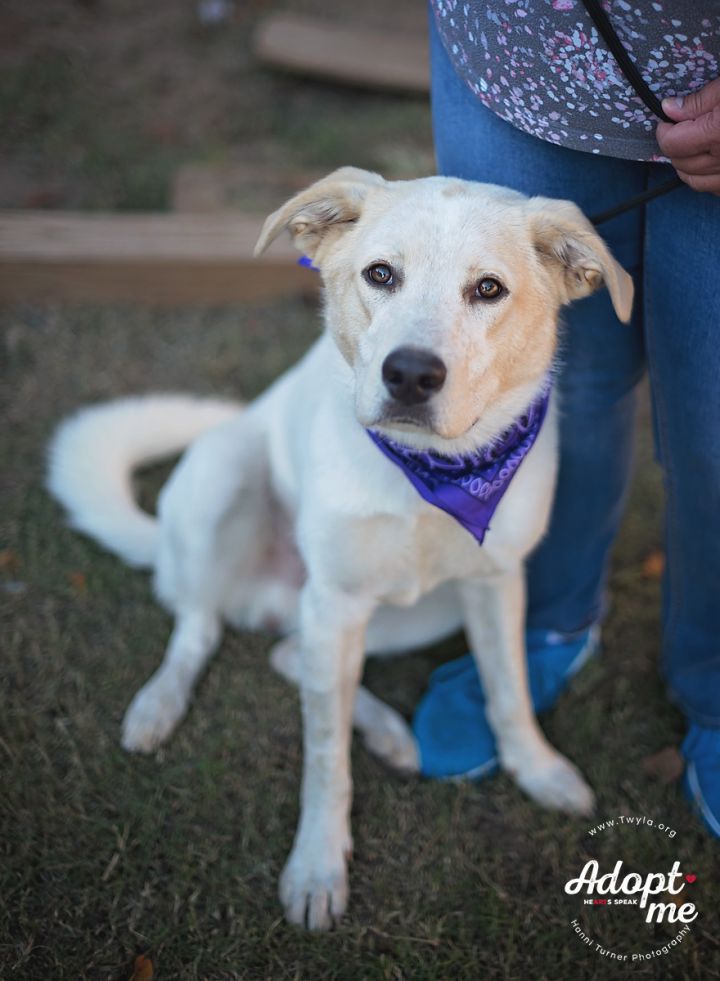 Bojangles, an adopted Labrador Retriever & Border Collie Mix in Kingwood, TX_image-2