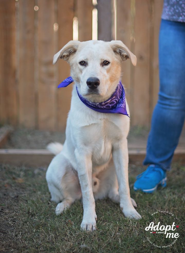 Bojangles, an adopted Labrador Retriever & Border Collie Mix in Kingwood, TX_image-5