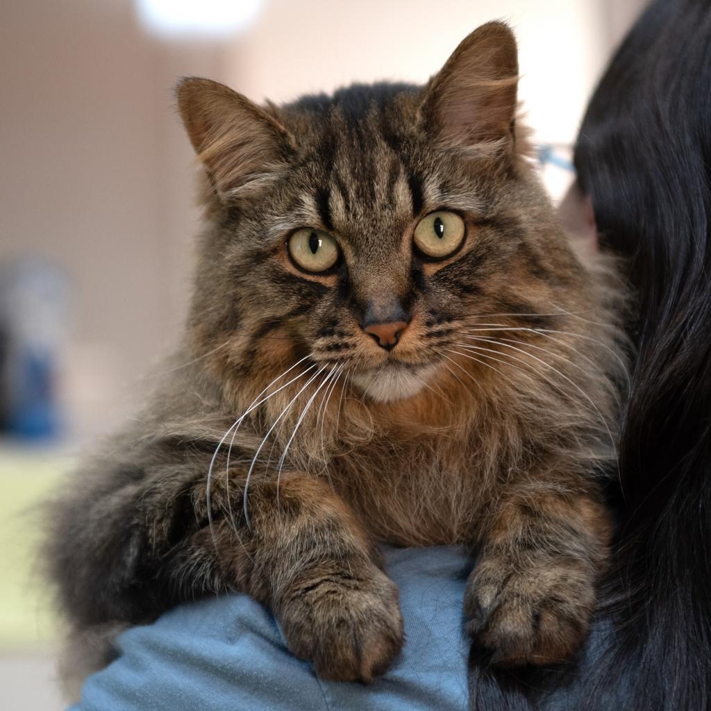 Aspen, an adoptable Domestic Medium Hair in Kanab, UT, 84741 | Photo Image 1