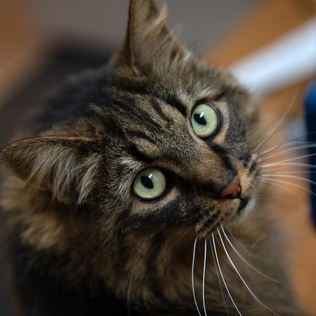 Aspen, an adoptable Domestic Medium Hair in Kanab, UT, 84741 | Photo Image 2