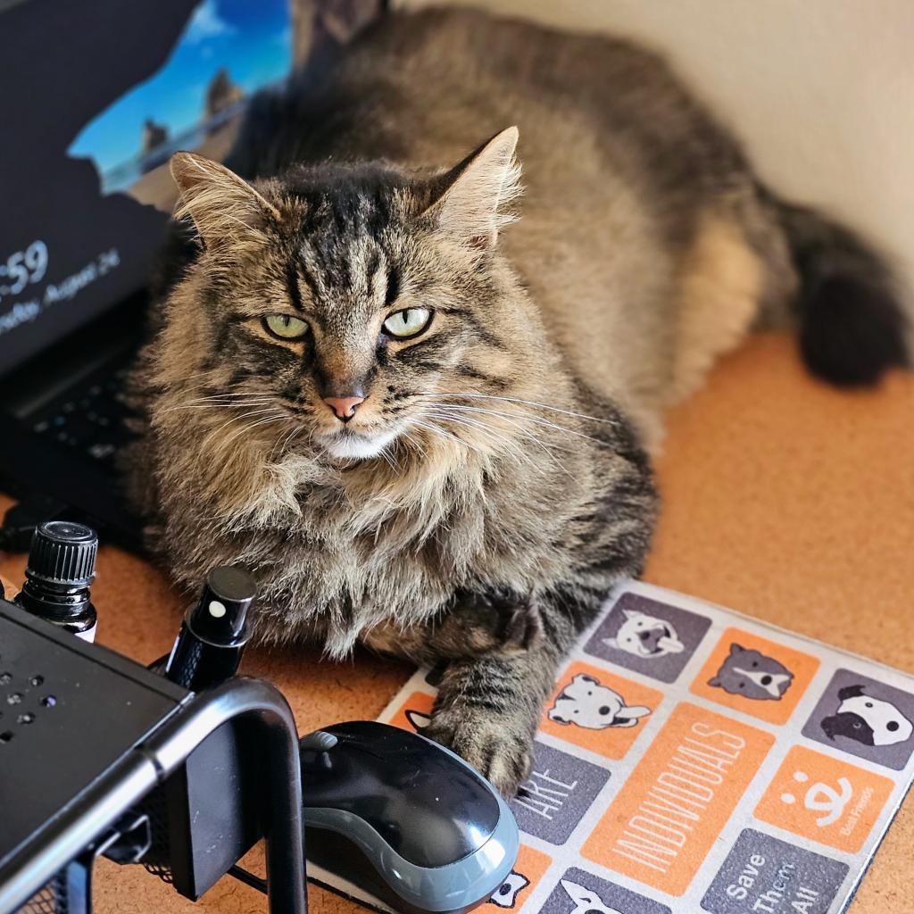 Aspen, an adoptable Domestic Medium Hair in Kanab, UT, 84741 | Photo Image 6