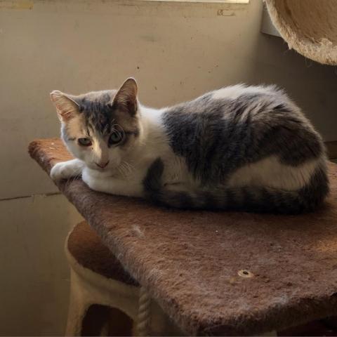 Terry, an adoptable Domestic Short Hair in Fresno, CA, 93725 | Photo Image 3