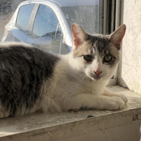 Terry, an adoptable Domestic Short Hair in Fresno, CA, 93725 | Photo Image 4