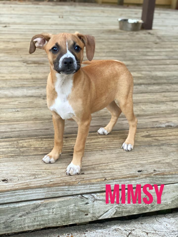 Mimsy 1