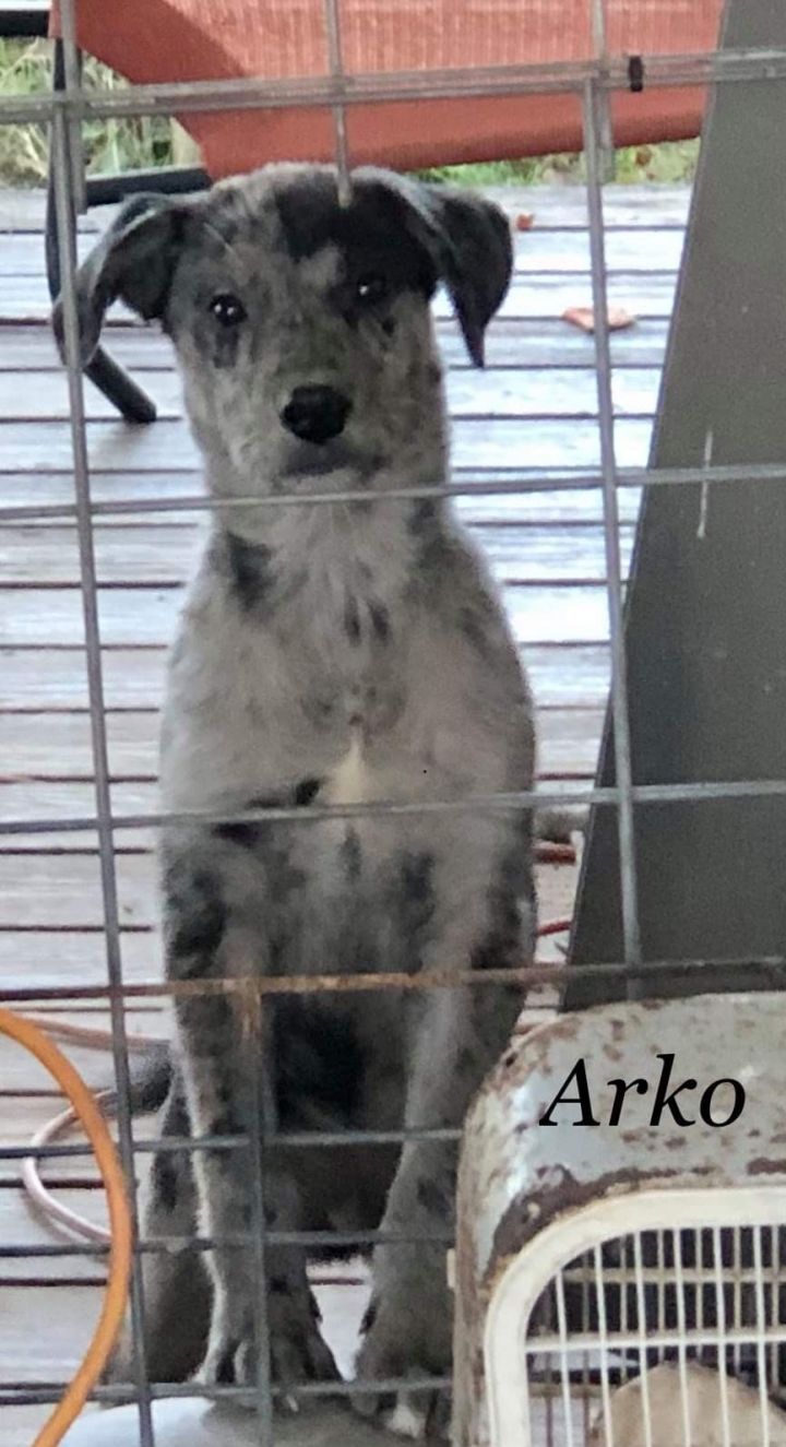 Arko, an adoptable Labrador Retriever & Australian Shepherd Mix in University Place, WA