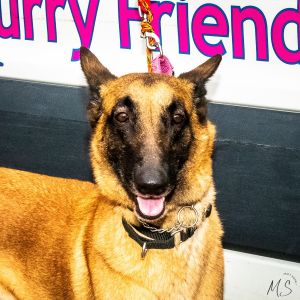 Denise PR Sheppy mix