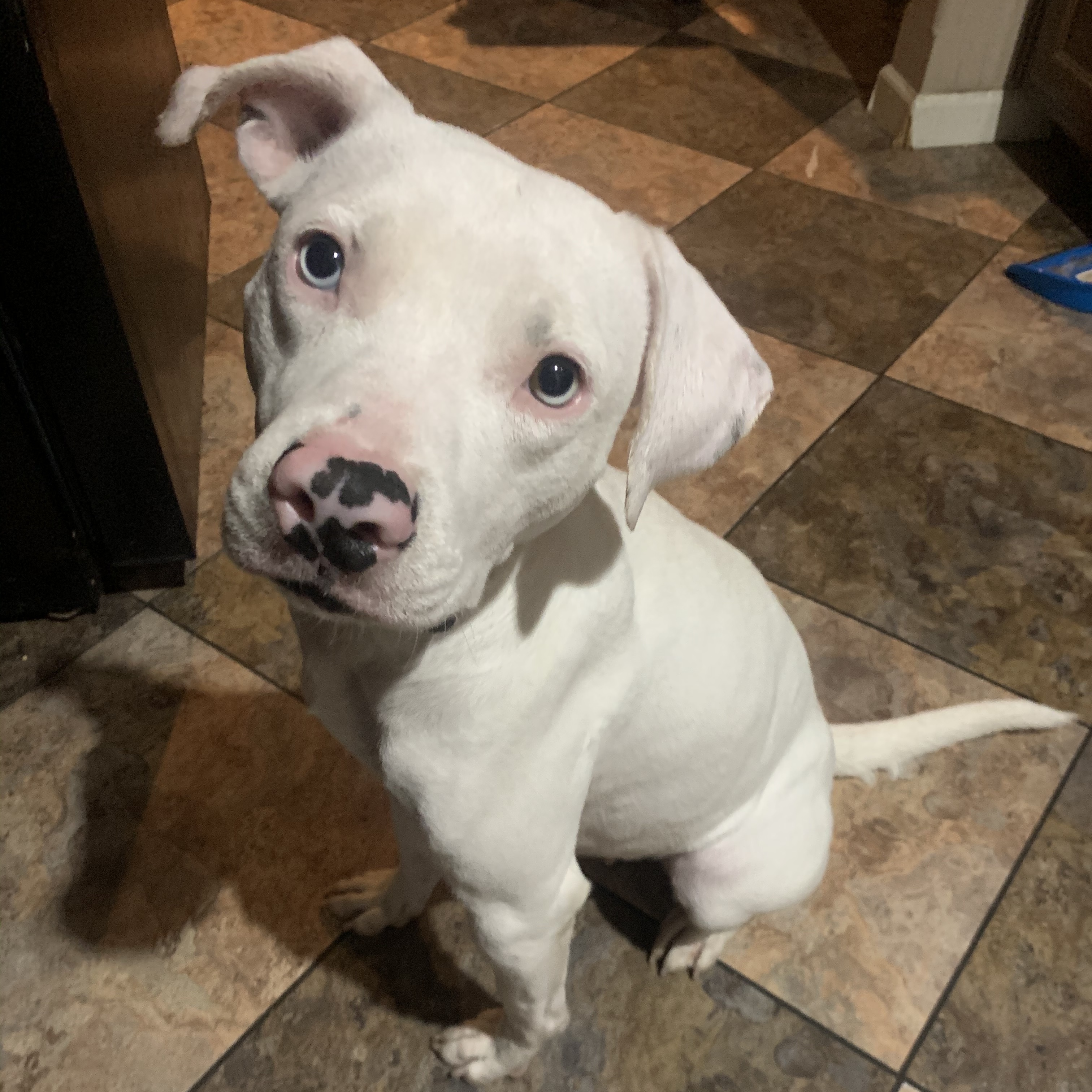 Connie, an adoptable American Bulldog in New Orleans, LA, 70124 | Photo Image 2