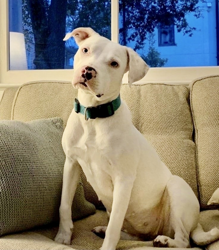 Connie, an adoptable American Bulldog in New Orleans, LA, 70124 | Photo Image 1