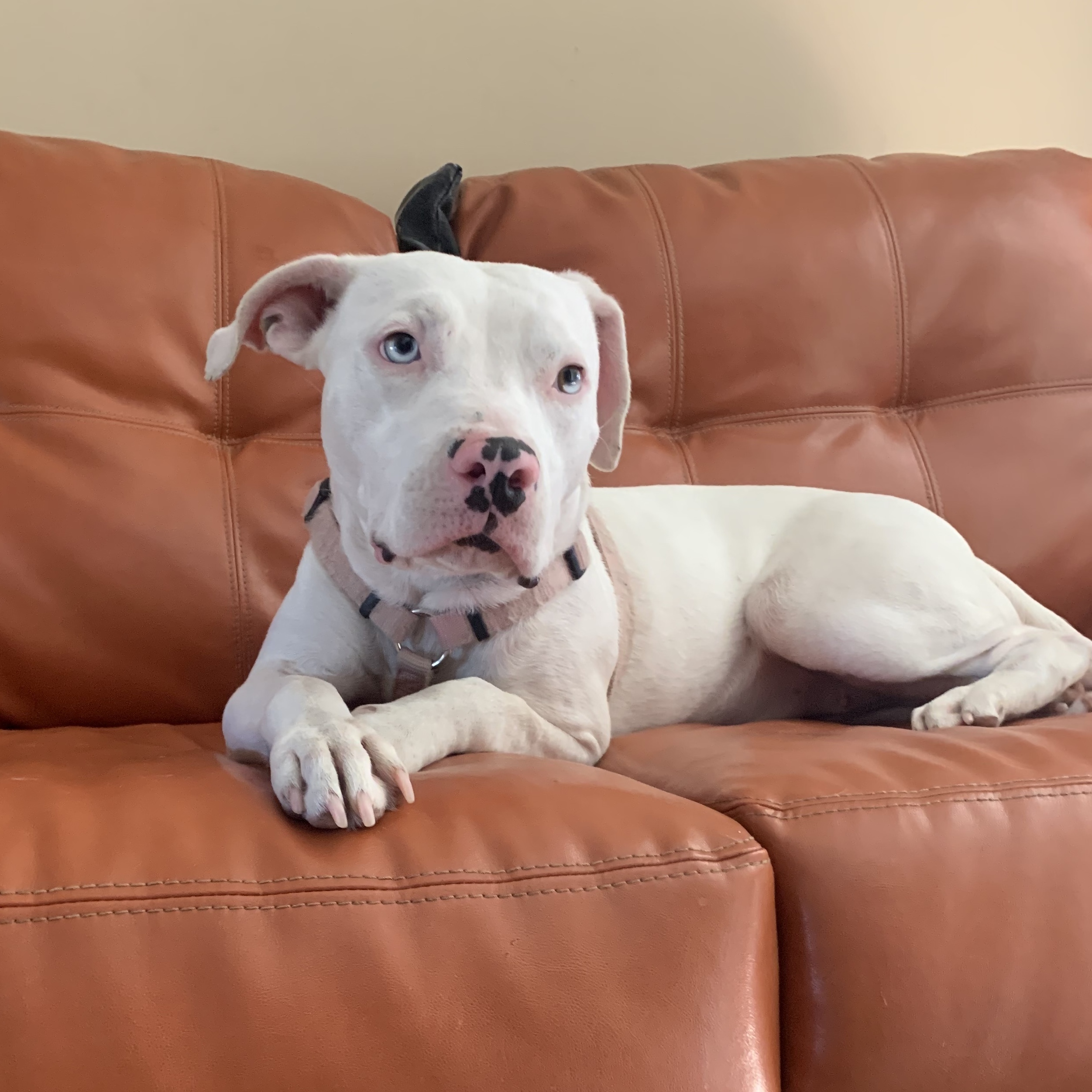 Connie, an adoptable American Bulldog in New Orleans, LA, 70124 | Photo Image 3