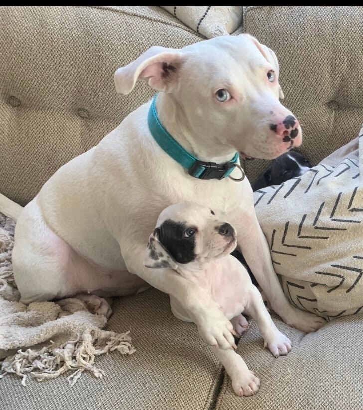 Connie, an adoptable American Bulldog in New Orleans, LA, 70124 | Photo Image 6