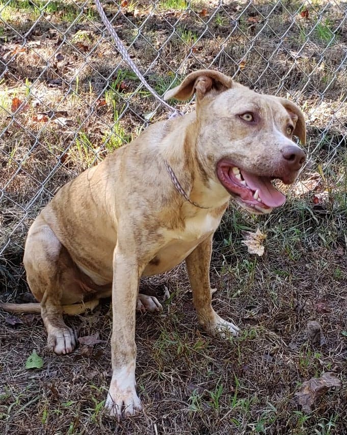 Cece, an adoptable American Staffordshire Terrier in Landrum, SC, 29356 | Photo Image 3