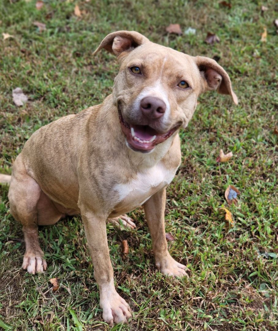 Cece, an adoptable American Staffordshire Terrier in Landrum, SC, 29356 | Photo Image 1