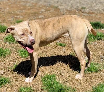 Cece, an adoptable American Staffordshire Terrier in Landrum, SC, 29356 | Photo Image 4