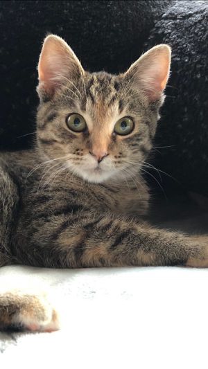 Autumn - Pending Adoption