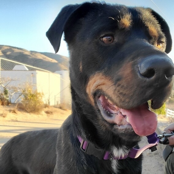 Chocolate lab hot sale rottweiler mix