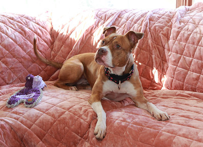 Pixie Stixx, an adoptable Terrier in Sioux Falls, SD, 57101 | Photo Image 6