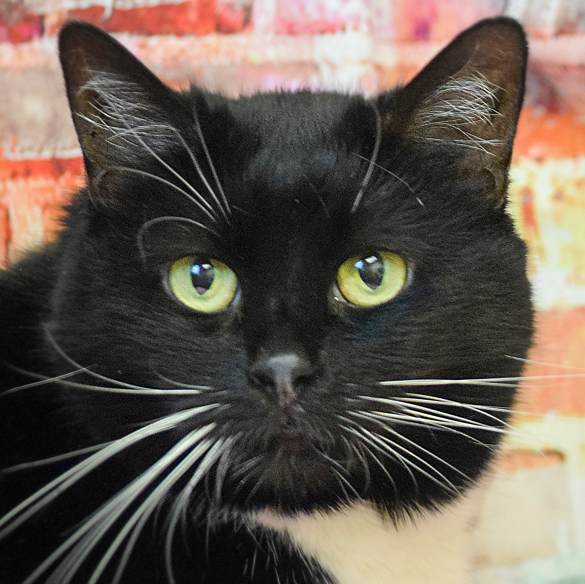 Lucy, an adoptable Tuxedo, Domestic Short Hair in Huntley, IL, 60142 | Photo Image 2