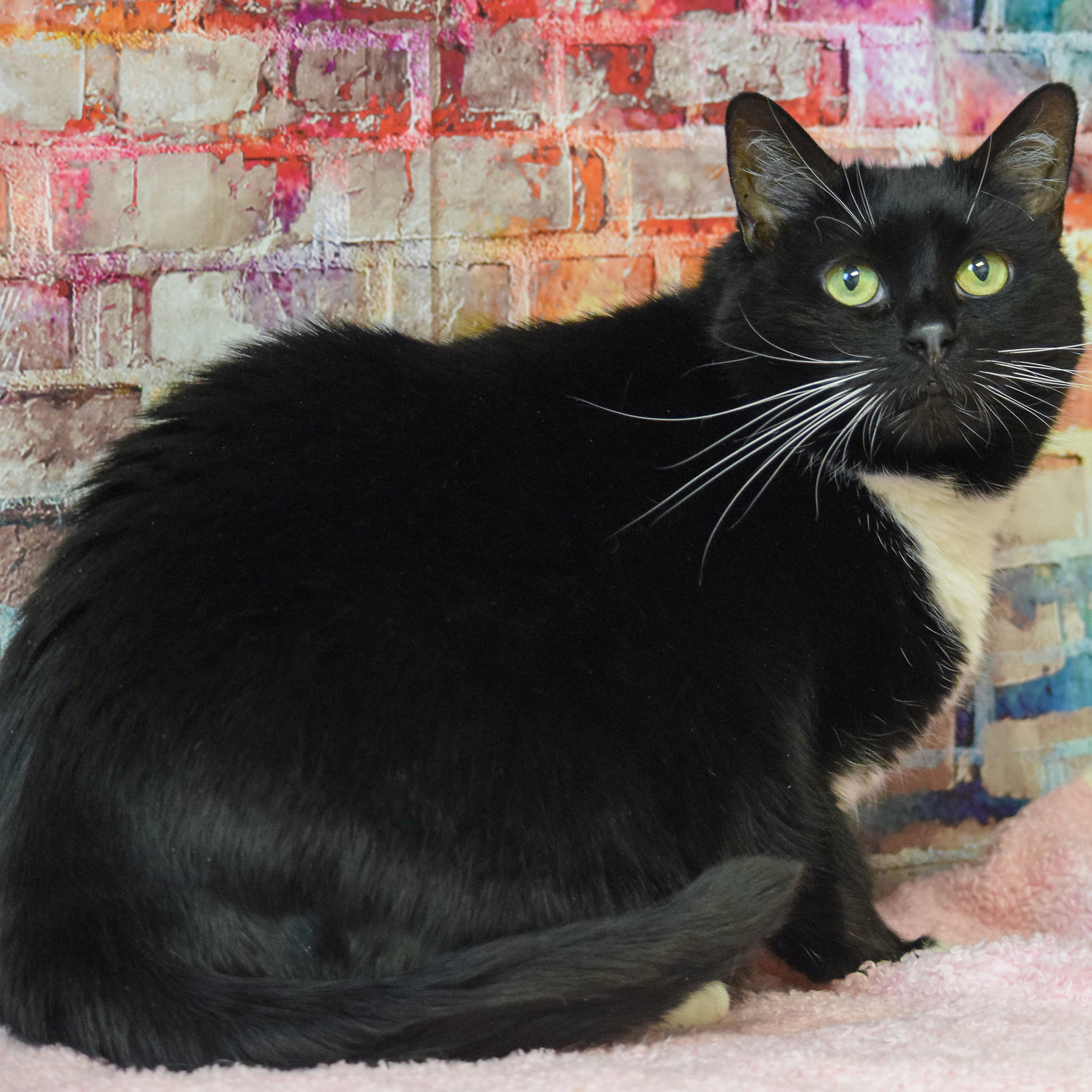 Lucy, an adoptable Tuxedo, Domestic Short Hair in Huntley, IL, 60142 | Photo Image 2