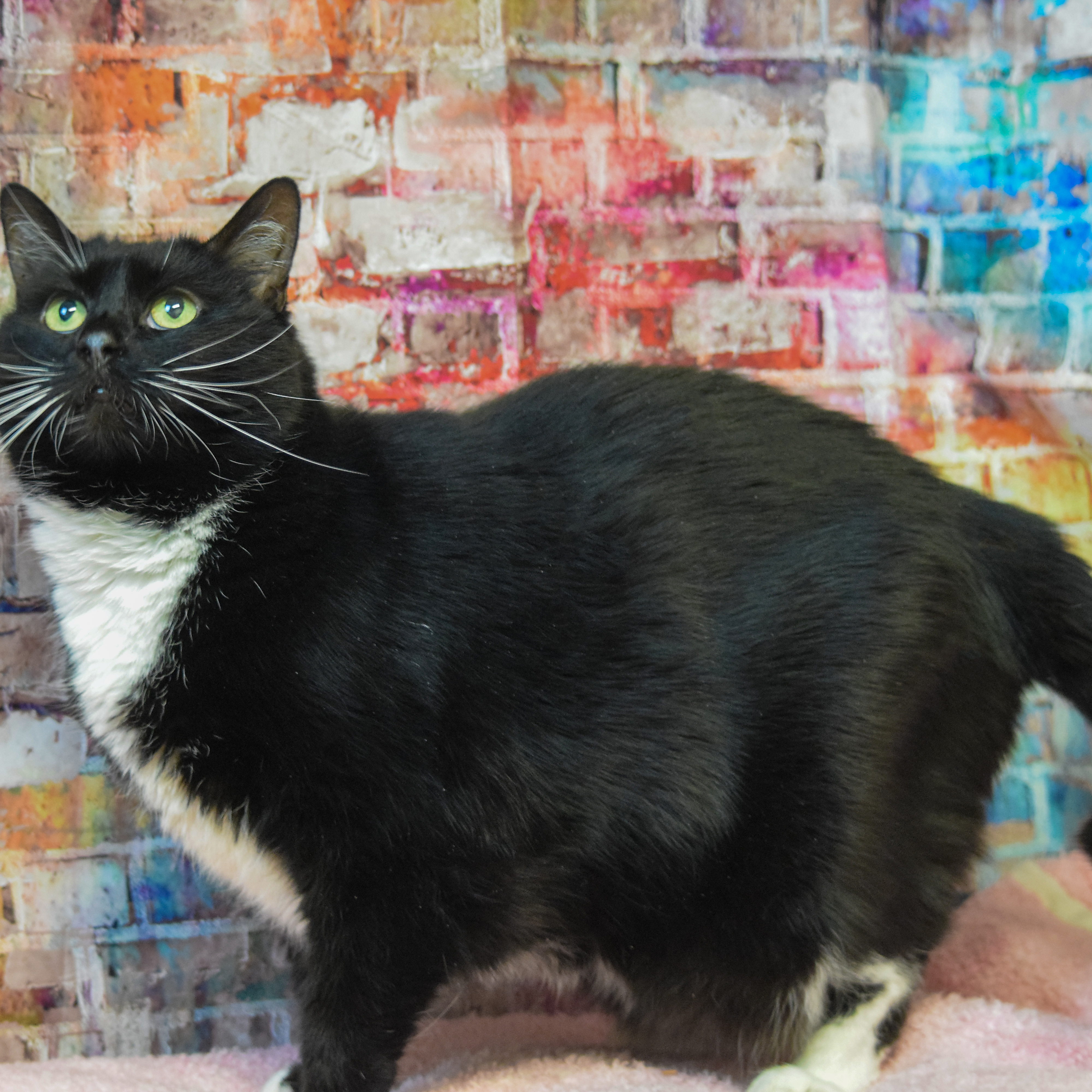 Lucy, an adoptable Tuxedo, Domestic Short Hair in Huntley, IL, 60142 | Photo Image 3