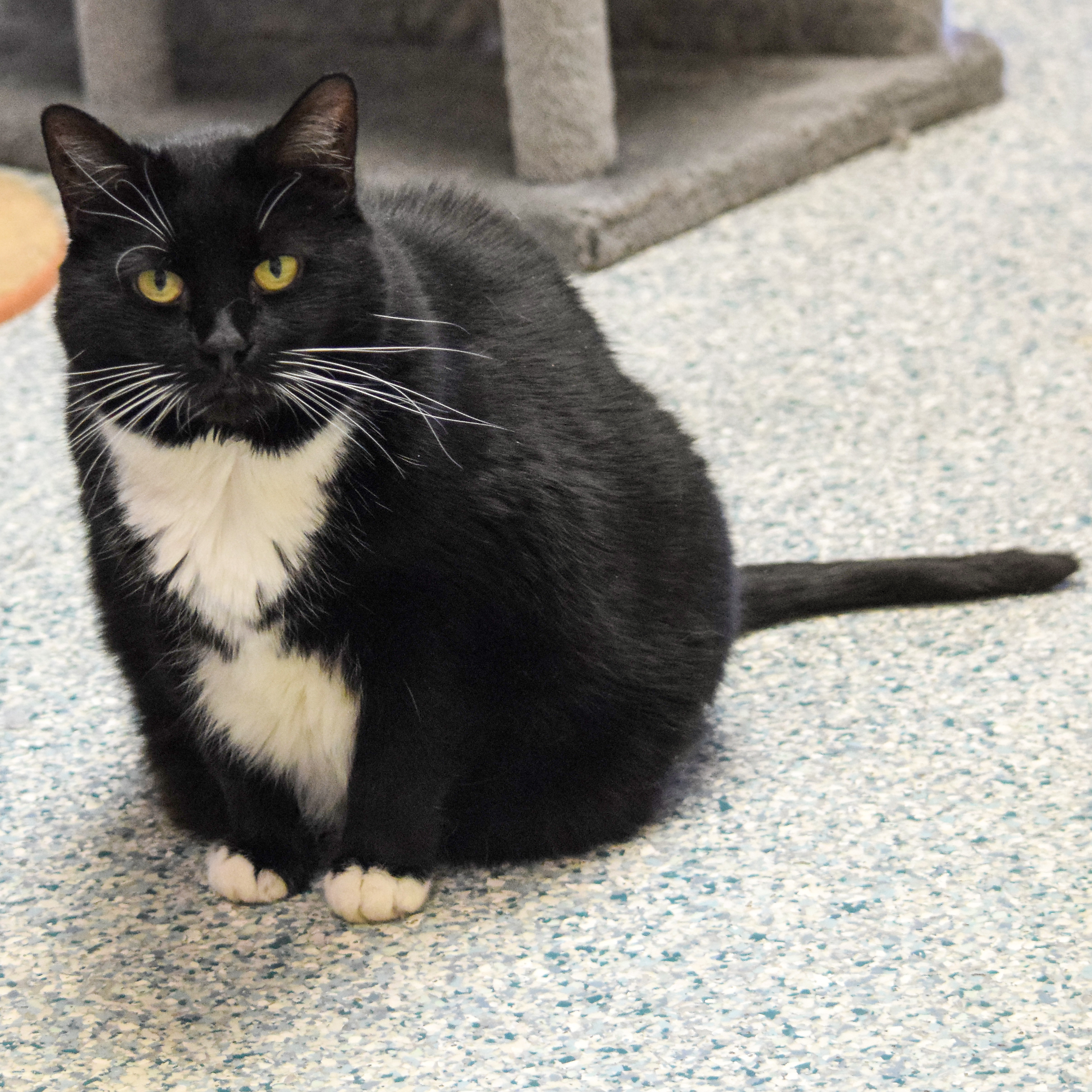 Lucy, an adoptable Tuxedo, Domestic Short Hair in Huntley, IL, 60142 | Photo Image 4