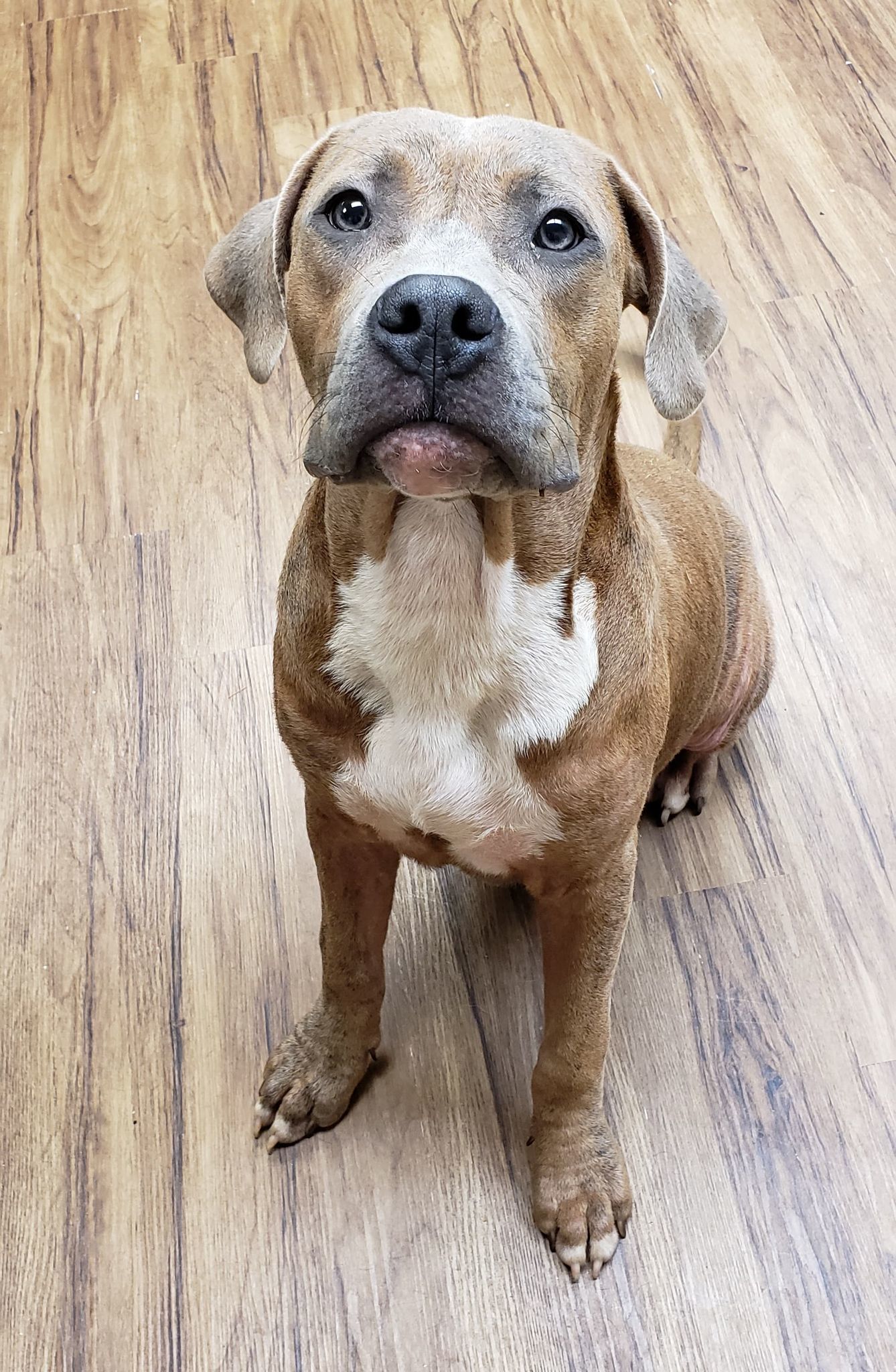 Jarvis, an adoptable American Staffordshire Terrier in Newcastle, OK, 73065 | Photo Image 1