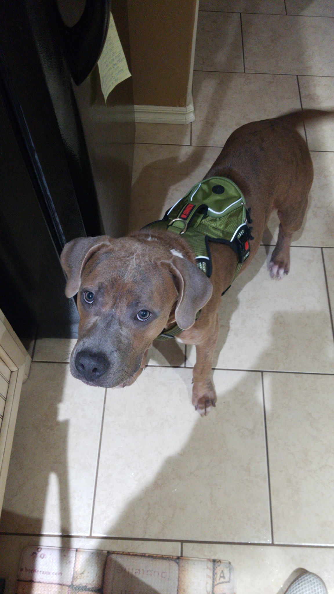 Jarvis, an adoptable American Staffordshire Terrier in Newcastle, OK, 73065 | Photo Image 2
