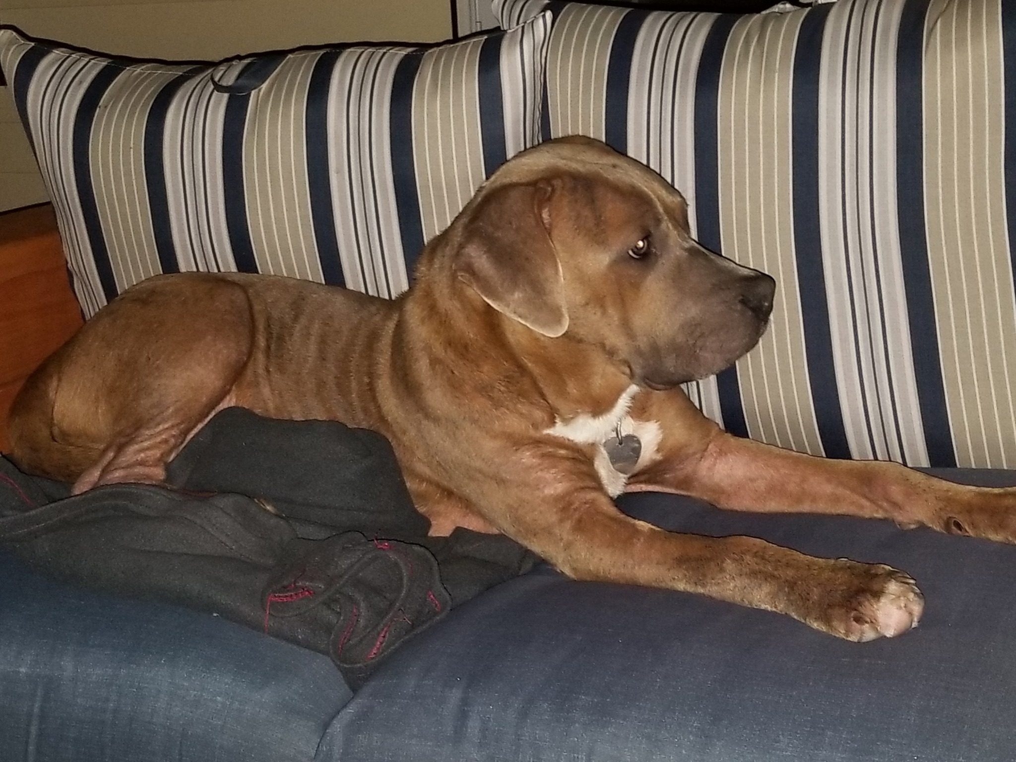 Jarvis, an adoptable American Staffordshire Terrier in Newcastle, OK, 73065 | Photo Image 3