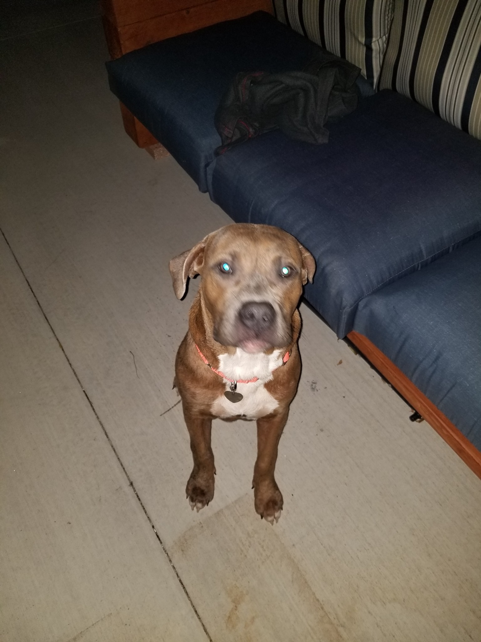 Jarvis, an adoptable American Staffordshire Terrier in Newcastle, OK, 73065 | Photo Image 4