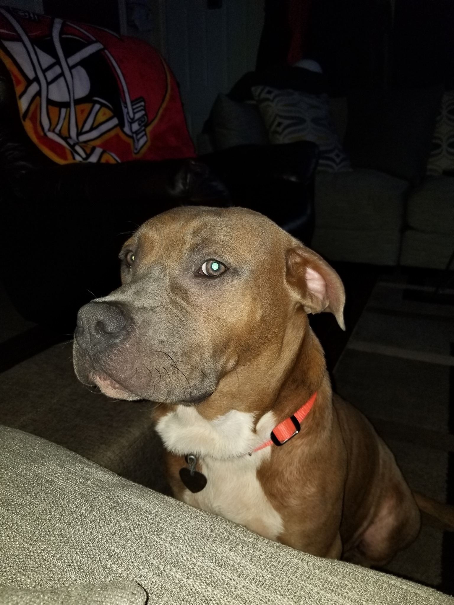 Jarvis, an adoptable American Staffordshire Terrier in Newcastle, OK, 73065 | Photo Image 5