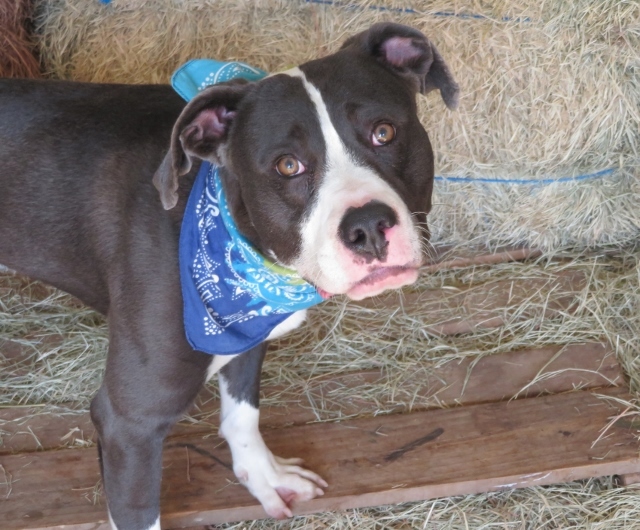 KLAUS 348637, an adoptable Pit Bull Terrier in Oklahoma City, OK, 73129 | Photo Image 1