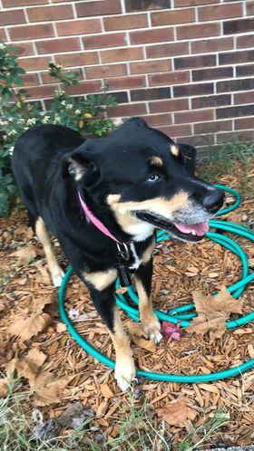 5569 Shay, an adoptable Labrador Retriever, Boxer in Springfield, MO, 65810 | Photo Image 4