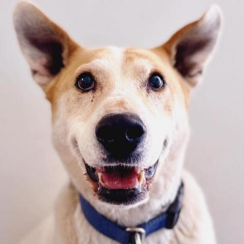 Elton, an adoptable Cattle Dog, Labrador Retriever in Kanab, UT, 84741 | Photo Image 1