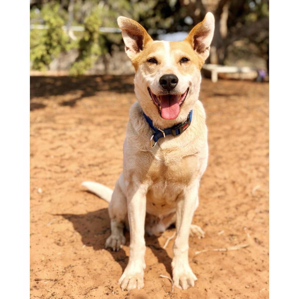 Elton, an adoptable Cattle Dog, Labrador Retriever in Kanab, UT, 84741 | Photo Image 1