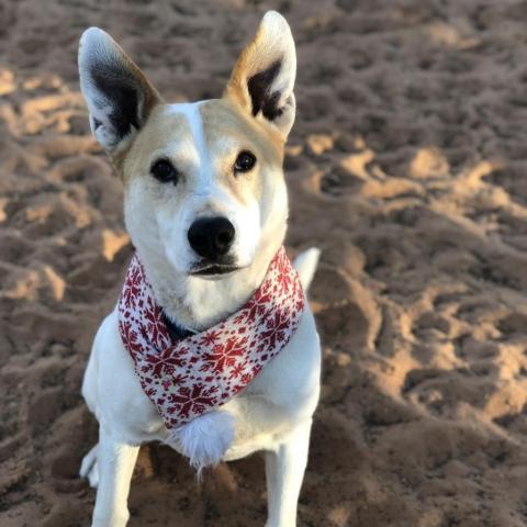 Elton, an adoptable Cattle Dog, Labrador Retriever in Kanab, UT, 84741 | Photo Image 3