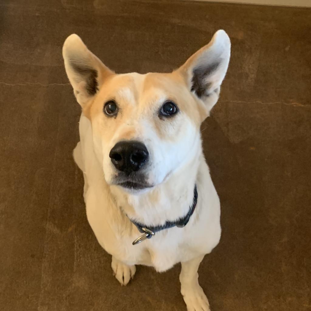 Elton, an adoptable Cattle Dog, Labrador Retriever in Kanab, UT, 84741 | Photo Image 3